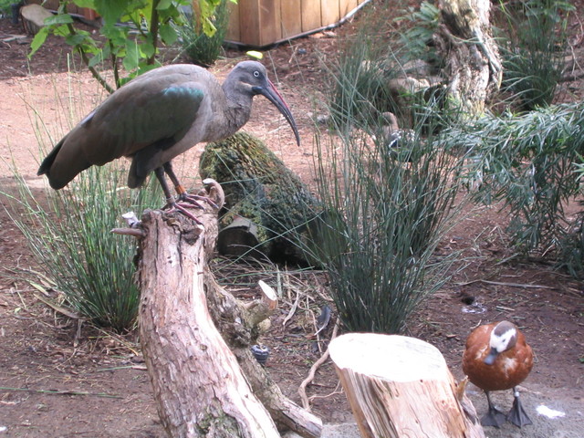 African Aviary