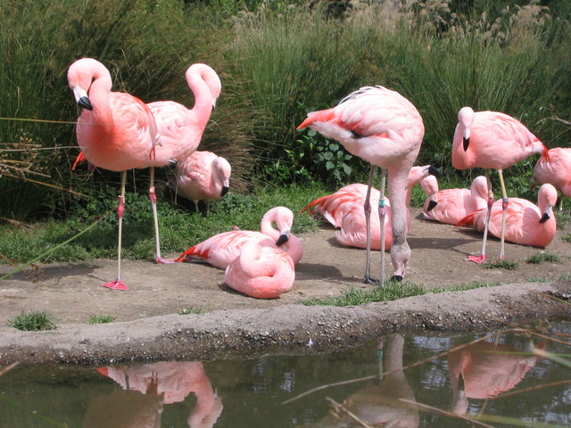 Flamingos