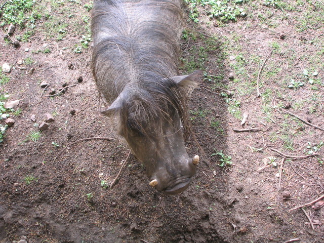 Warthog