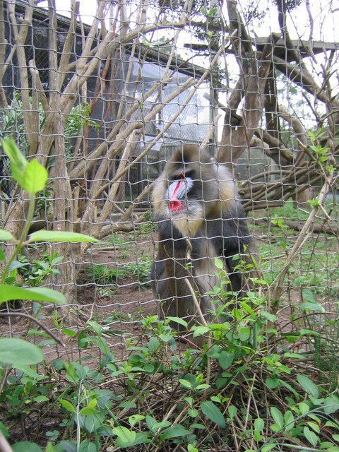 Mandrill