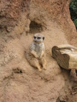 Meerkat