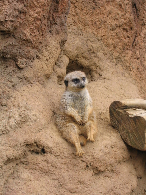 Meerkat