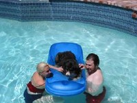 Highlight for Album: Dogs lounging in the pool