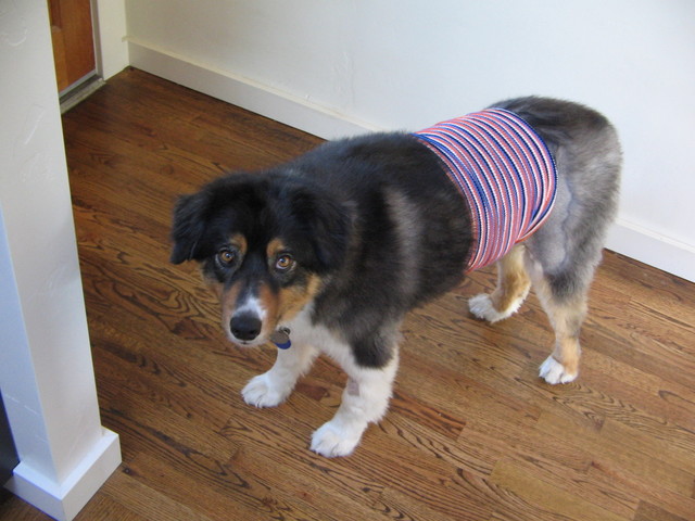 Grover in a tube top so he won't mess with the stitches. He has a green one too.