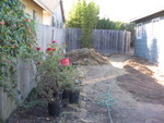 The rose bushes that were by the right hand door in front. Also some plants that were in brick planters in front. Also you can see more of the dirt outline in place.