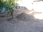 The lemon tree in back still has a mount of dirt around it. Eventually it will be moved to the front yard.