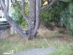 From the driveway looking towards the persimmon tree