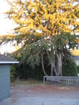 From the front door looking at the large pine tree in front