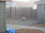 Boulder in the back yard by the shed. A dogwood tree will also be there eventually.