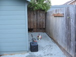 Gravel along the side of the shed