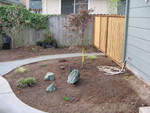 Looking from the side door. A Japanese maple and some ground cover starts.