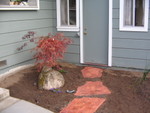 Another Japanese maple between the front and side doors.