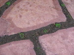 Between the flag stones you can see the little plants that will fill the gaps between the flag stones. The stones have also been sealed to have the wet color even when not wet.