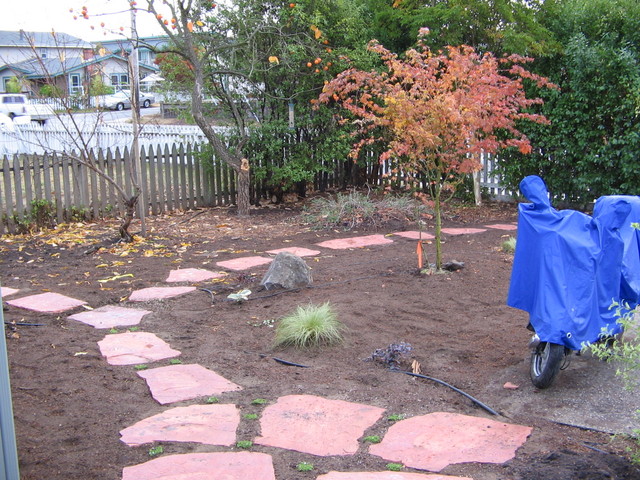 Another japanese maple and more miscellaneous small plants