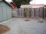 Another view of the dogwood seen in relation to the shed.