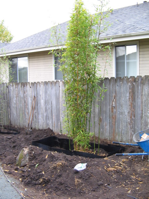 Some of the bamboo was moved over to this space with no bamboo.