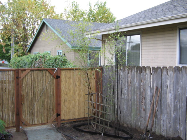 The black bamboo that was being shadowed by our other bamboo. It's now by the fence with a trellis.