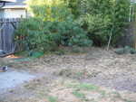 Left front of the back yard