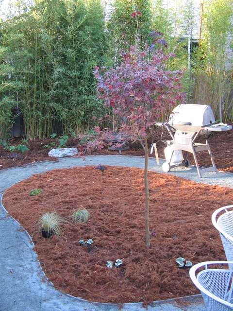 Small plants by the Japanese maple in back