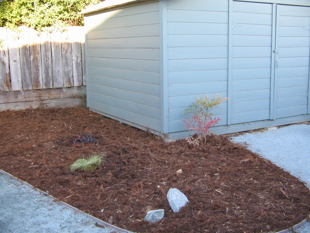 Plants by the shed. The plant to the left of the shed door? There's another one like it to the right of the shed door.