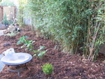 Plants in front of the bamboo