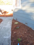 Plants along the side of the house