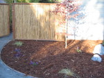 Maple and plants to the left of the front door