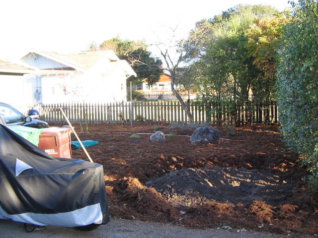 View of where the big pine tree used to be.