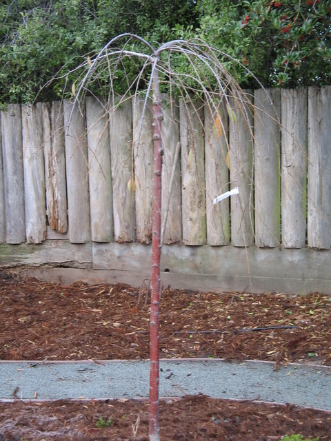 A flowerign plum tree in the center part of the backyard