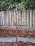 A flowerign plum tree in the center part of the backyard