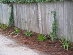 Plants along the front side