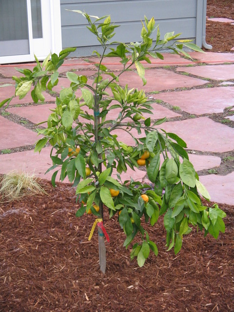 Our satsuma tangerine tree