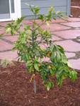 Our satsuma tangerine tree