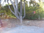 And the area around the soon to be removed pine tree is cleared out in addition to the fence being removed