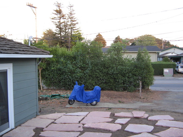 This is a picture of the former large tree in front of our house